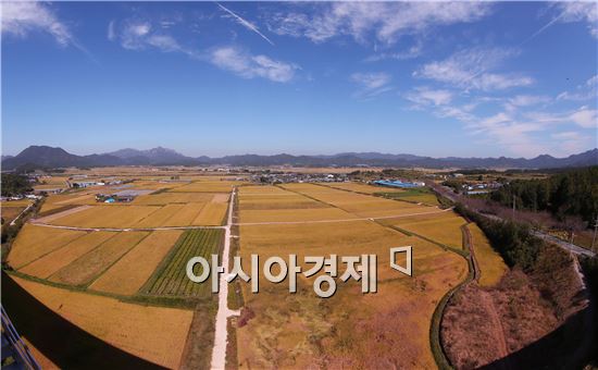 [포토]풍성한 가을  “황금 들녘”