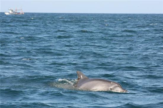 돌고래 '제돌이'의 제주 귀향, 전 세계에 소개된다
