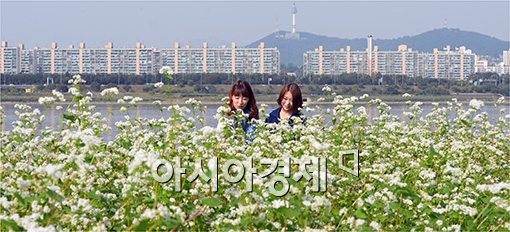 [포토]메밀꽃 사이로