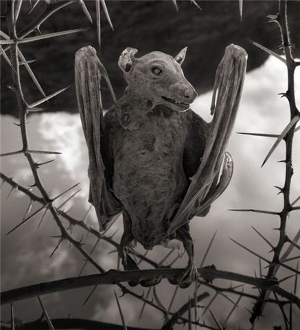 동물이 돌이 되는 호수, 호수에 닿는 순간 돌이 된다? 