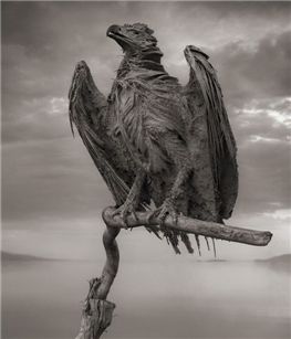 동물이 돌이 되는 호수, 호수에 닿는 순간 돌이 된다? 