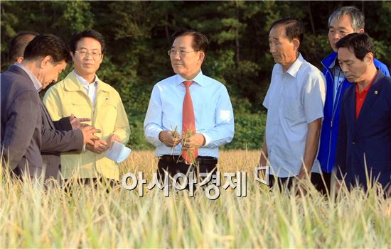[포토]박준영 전남지사, 강진 유기농 벼 재배단지 방문 
