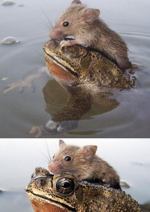 ▲두꺼비 등에 올라탄 생쥐(출처: 온라인 커뮤니티) 