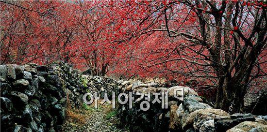 산수유 익어가는 구례 반곡마을, 아름다운 농촌마을 선정