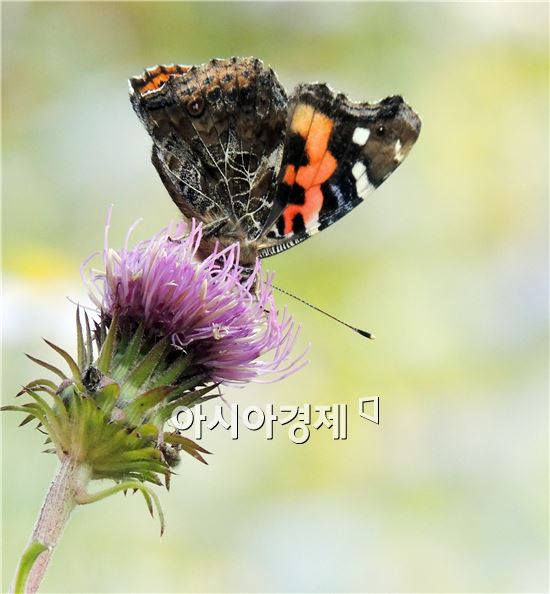 [포토]가을의 여정 즐기는 "잠자리와 나비"