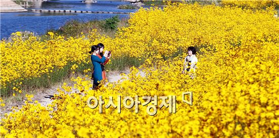 [포토]여심 사로잡는 좁은잎 해바라기꽃