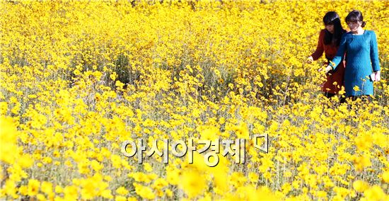 [포토]샛노란 가을 유혹하는 해바라기꽃 