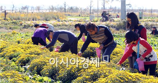 가을 축제의 진수, ‘국화향기 그윽한 함평천지로 오세요'