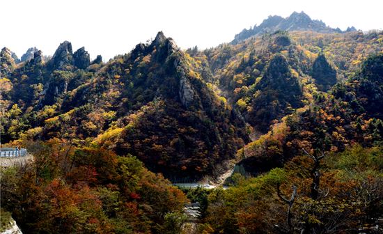 남설악 흘림골에 서면 붉은 장관에 홀린다