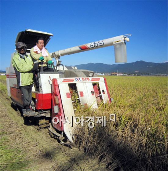 허남석 곡성군수가 농기계를 이용해 벼수확을 하고 있다.