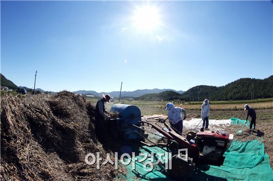 [포토]가을 햇살아래 '메주 콩' 터는 농부들