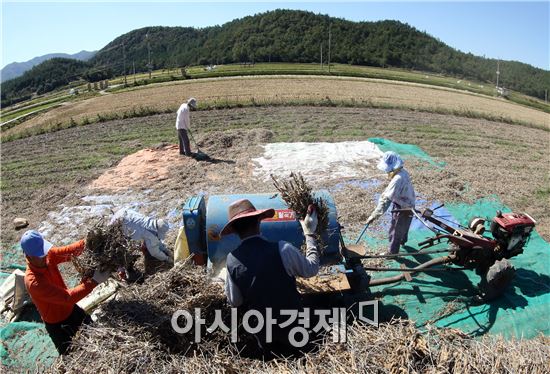 [포토]가을 햇살아래 '메주 콩' 터는 농부들