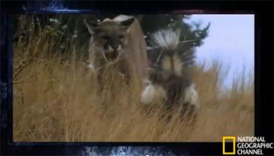 악취 풍기는 동물 1위 스컹크…가스 맞으면 시력도 잃어