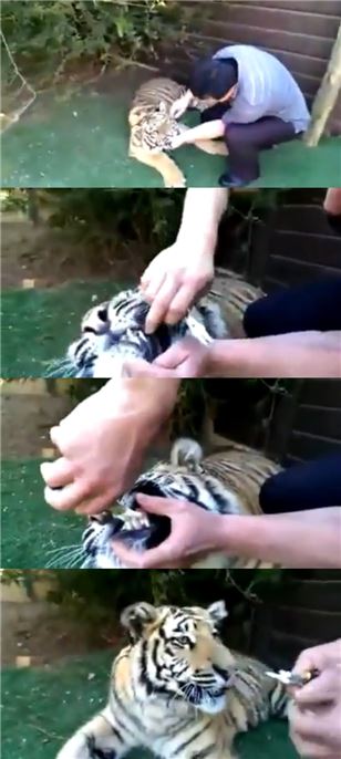 ▲한 남자가 펜치로 호랑이의 이빨을 뽑아주고 있다.
(출처: 유투브 영상 캡처)