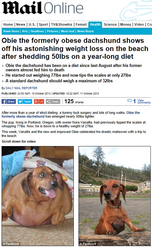 23kg 감량한 닥스훈트…'1년 간 혹독한 다이어트의 결과'