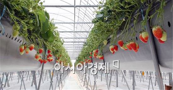 남원시, 최고품질 과채(딸기) 프로젝트 단지선정
