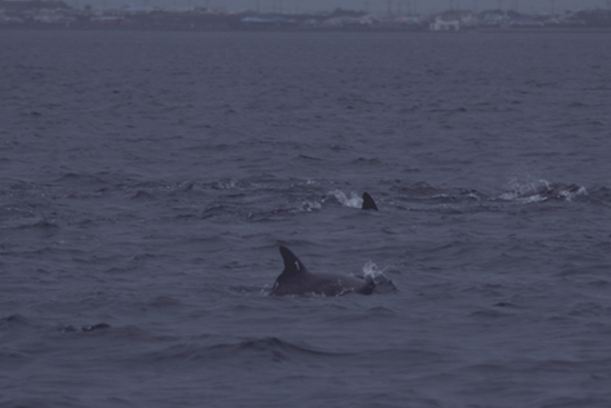 지난 8월3일 제돌이가 제주도 앞바다에서 돌고래 무리들과 합류한 모습. 사진제공=서울시