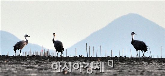 “정원박람회 폐막식 축하 사절단” 순천만 흑두루미 첫 도래