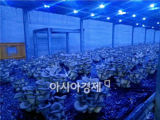 장흥군, 버섯LED광 이용 생산성 향상 시범사업 호평