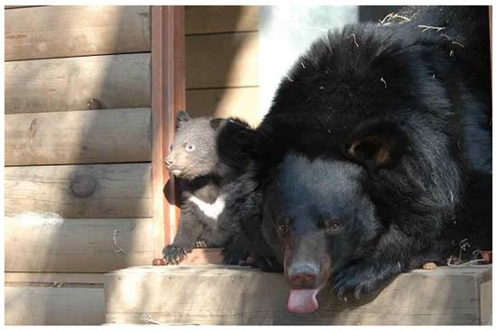 반달가슴곰 2마리…지리산 자연 품으로 