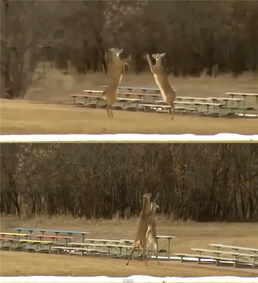 권투하는 사슴…"한 대 맞으면 그대로 KO"