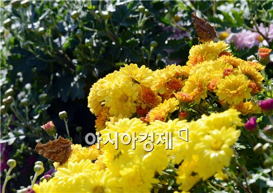 [포토]국화와 나비