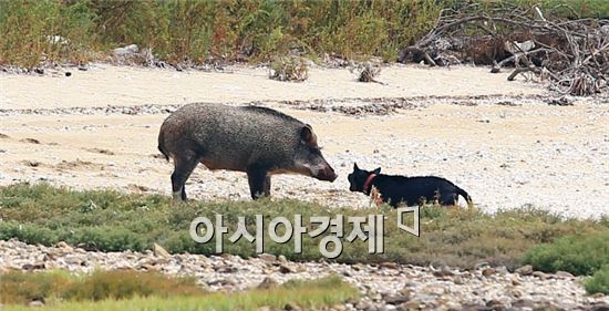 [포토]멧돼지와 대치하고 있는 사냥개