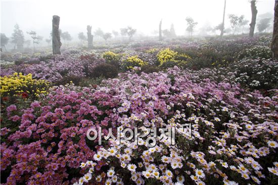 고흥군, “천만송이 들국화 축제” 개최