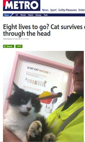 머리에 화살 맞은 고양이…'죽지 않은 것이 기적'
