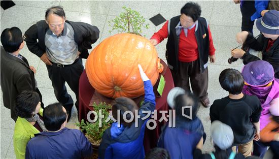 [포토]함평으로 슈퍼호박 보러오세요