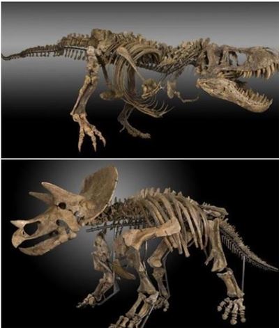 30억원 공룡 캐낸 농부 '7000만년전 공룡, 박물관에 전시'