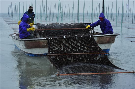 무안군 해제면 송계마을 어민들이 칠산 앞바다에 세운 지주식 김발에서 모무늬 물김을 채취하고 있다.