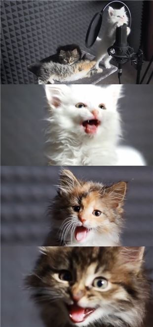 새끼 고양이가 부른 노래…"멜로디에 맞춰 '야옹~'"