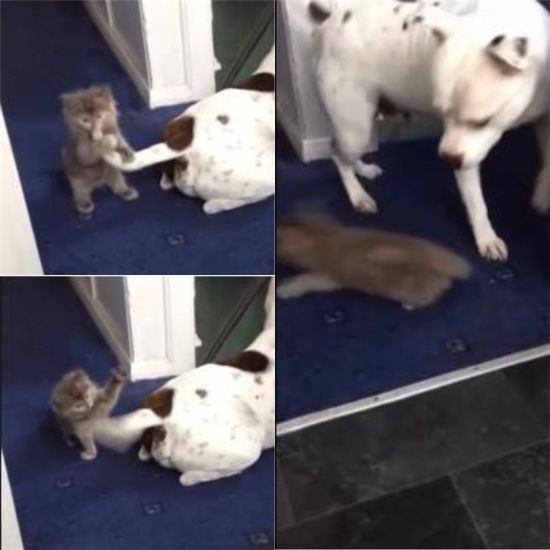 개 꼬리와 고양이 영상 "같이 노는 줄 알았더니 '반전'"