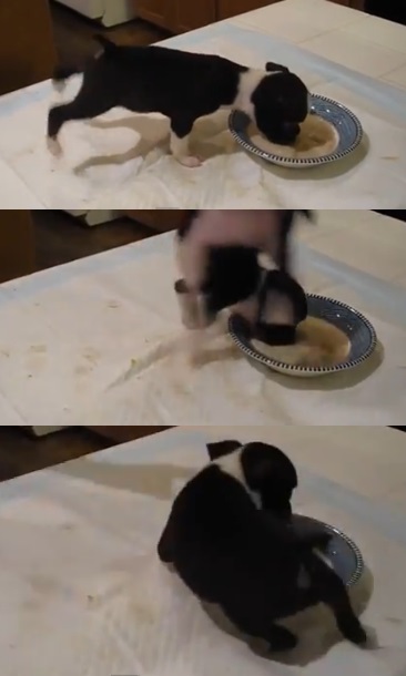 밥 먹다가 기분 좋아진 강아지…"최고점 찍고 꽈당"