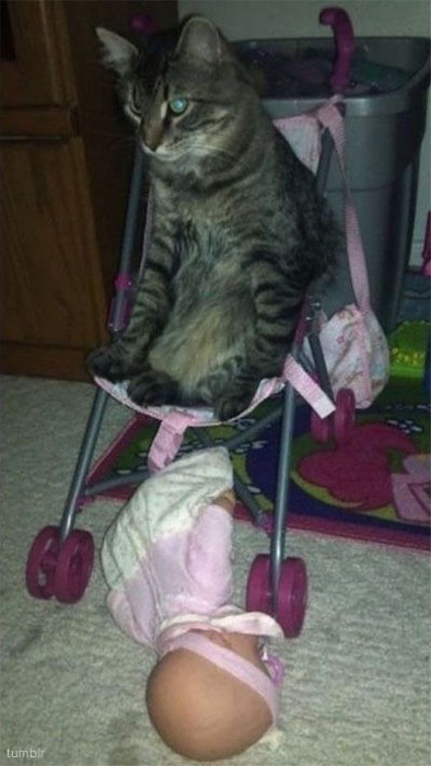 아기 인형과 싸운 고양이 "유모차 위에 앉고 싶어서"