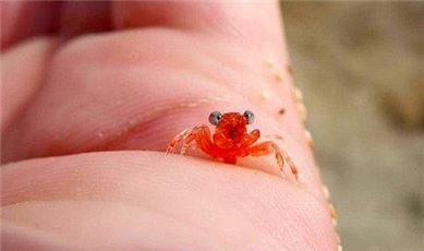 깜짝 놀란 작은 게…'앙증맞은 표정과 손짓'