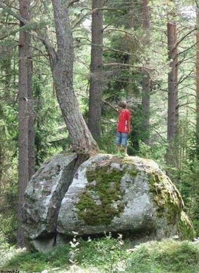 바위를 깬 나무…"놀라운 자연의 힘"