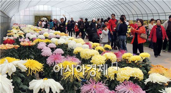 [포토]화사한 가을 국화에 만끽하는 관광객들