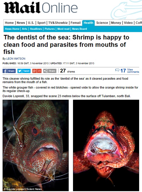 물고기 입 속 청소하는 새우…'나는 바다의 치과의사'