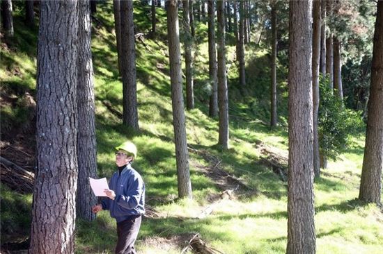 한솔홈데코, 17년간 가꾼 뉴질랜드 숲 시범벌채 들어가 