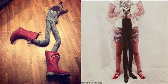 타이즈 신은 다리 긴 고양이…'모델포스에 폭발적 인기'