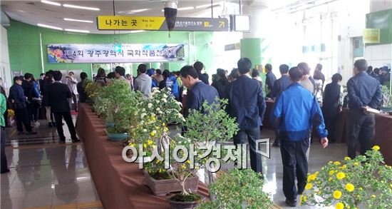 “광주도시철도에 국화꽃이 피었습니다”