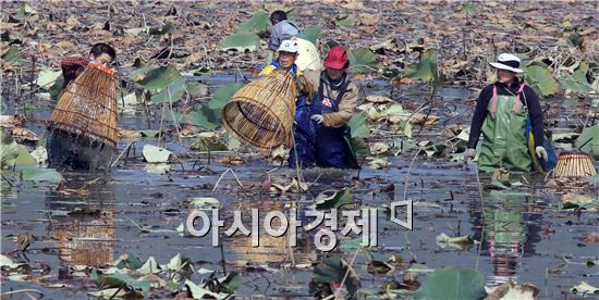 [포토]가래치기로 물고기 잡는 농민들