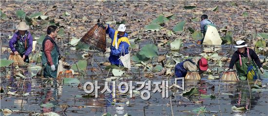 [포토]가래치기로 물고기 잡는 농민들