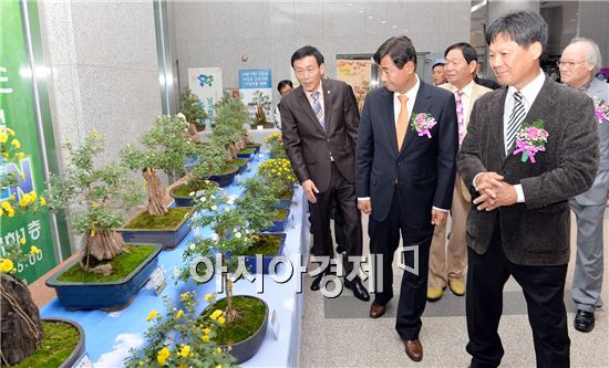 [포토]광주 남구, 마을기업 국화분재학교 작품전시회 개최 