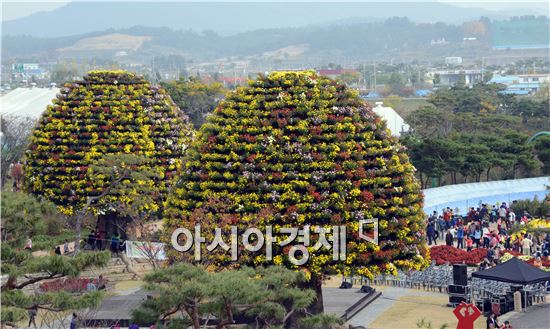 [포토]꿈나무·희망나무 3500분 국화만개 