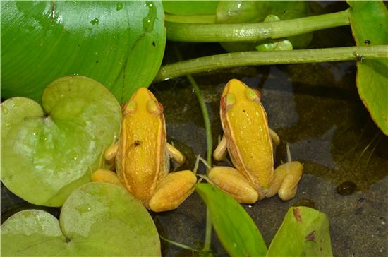 황금 개구리…국내에서 발견되다