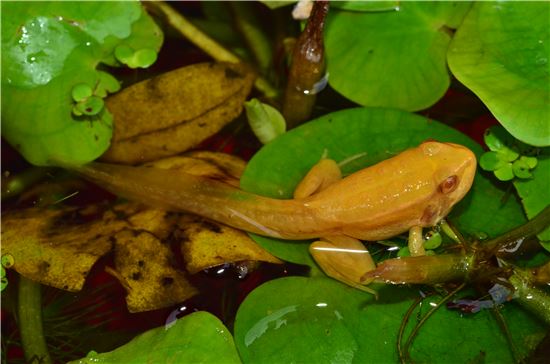 황금 개구리…국내에서 발견되다