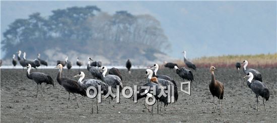 순천만, 철새들에게 안정적 먹이 공급과 쉼터 제공